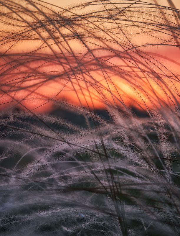 ковыль, закат, степь Ковыльphoto preview