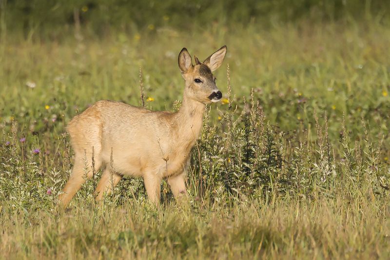 Золотой козлёнокphoto preview