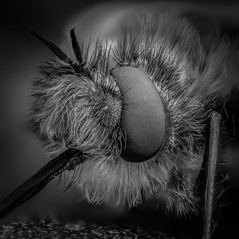 жужжала, bombyliidae Жужжала фото превью