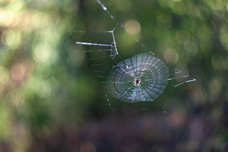 Осенние паутинкиphoto preview