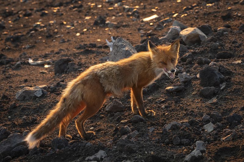 камчатка, рассвет, вулкан горелый, лиса Лиса на вершине вулкана Горелыйphoto preview