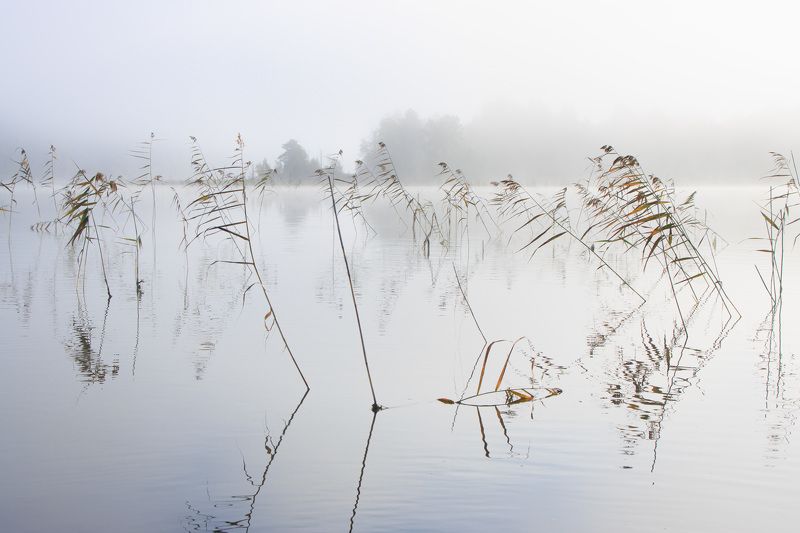 восход, туман, озеро, вода, отражение, камыш, дымка, свет Наполненность светомphoto preview