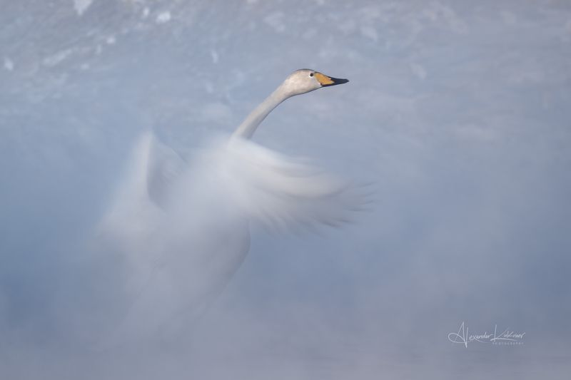 лебеди,утро,мороз,алтай Морозная нежность... фото превью