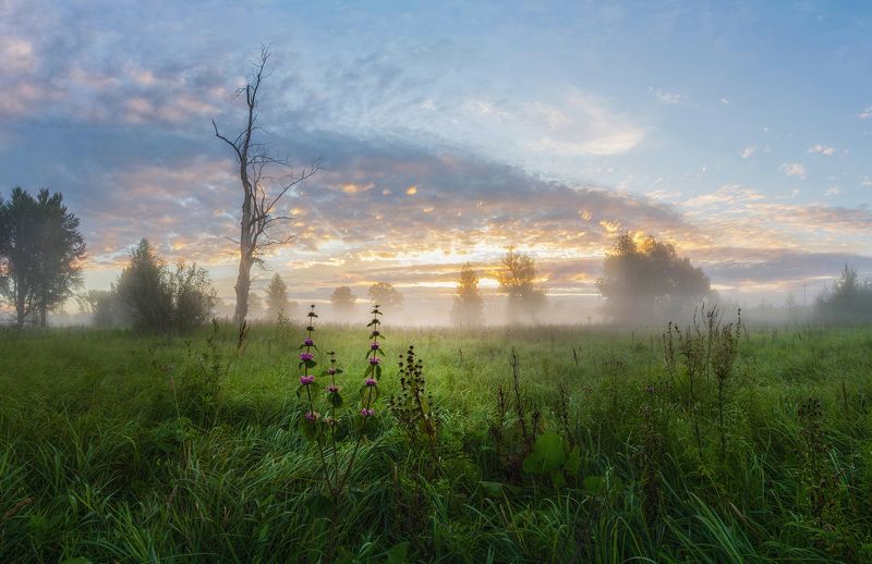 сибирь, лето, утро, рассвет, туман, свет, дерево, цветы Старый топольphoto preview