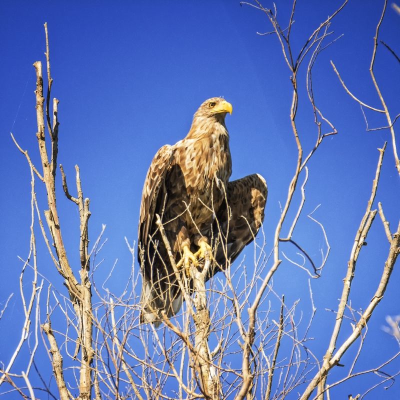 орлан-белохвост,заповедник. Высоко сижу далеко гляжу.photo preview