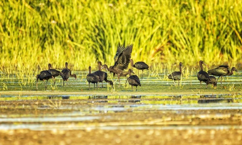 каравайка,очень красивая птица Каравайки.photo preview