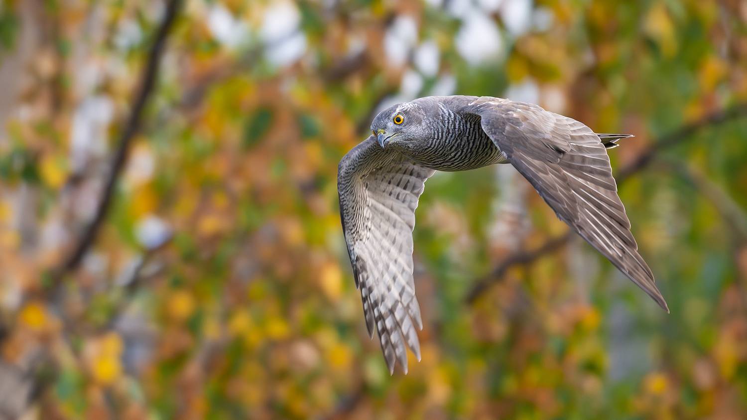 Ястреб тетеревятник на охоте.. Автор: Калинин Михаил , Калинин Михаил