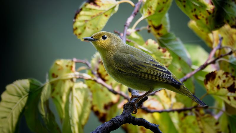 Древесная Камышовкаphoto preview