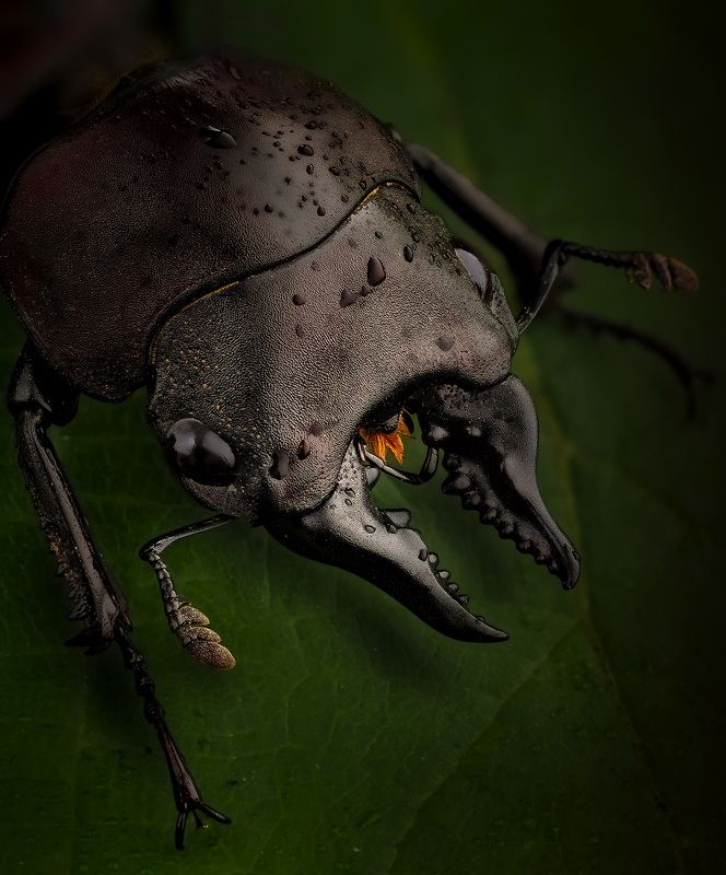 coleoptera, lucanidae, prosopocoilus natalensis Зубастикphoto preview