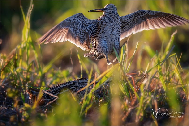 Счастливый дупельphoto preview