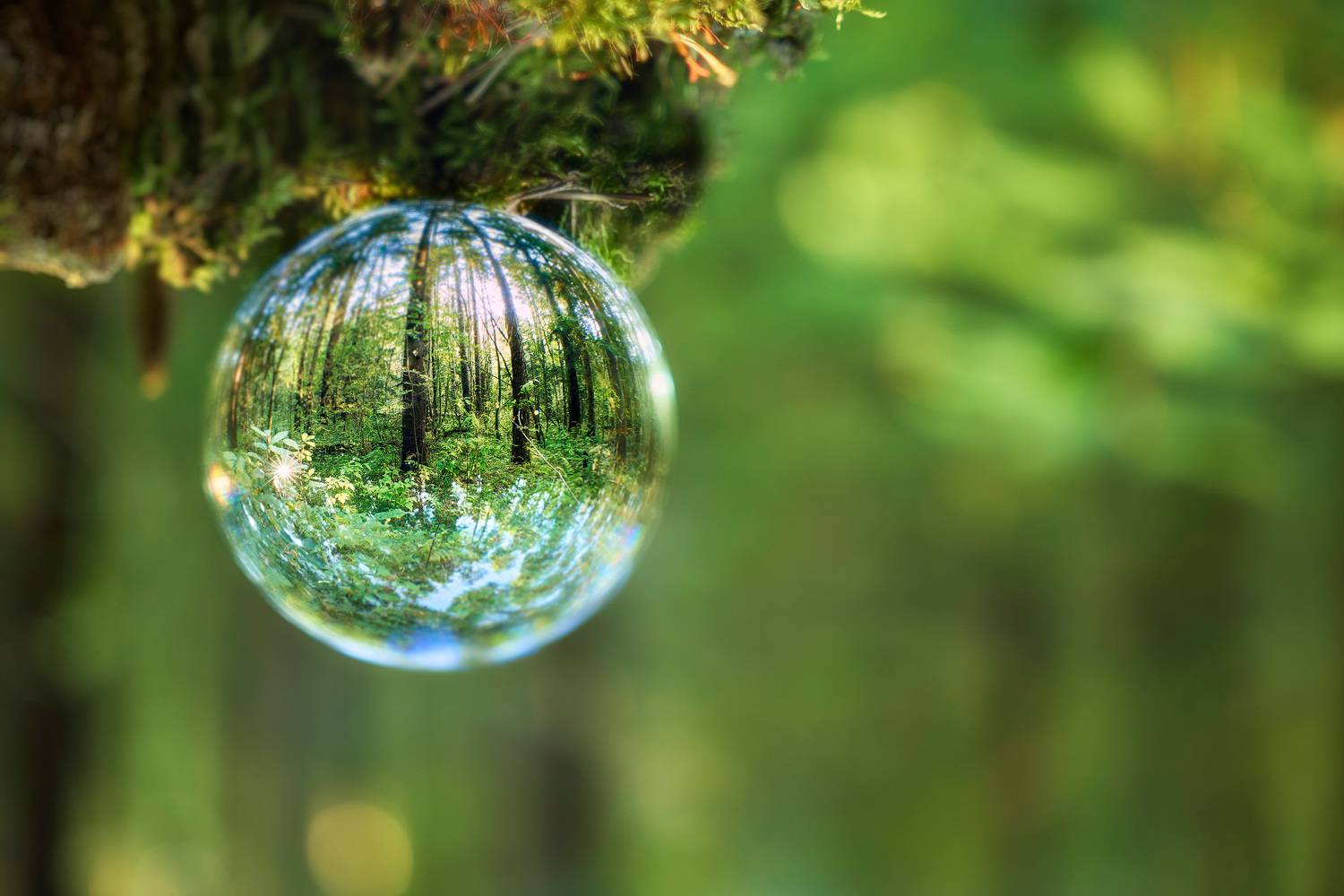 Лec в стеклянном шаре. Автор: Валерий Вождаев лес, Валерий Вождаев