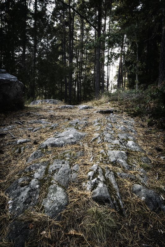 швеция Лесная тропаphoto preview