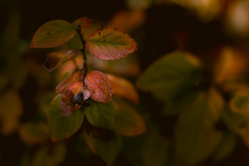 макро Черноплоднаяphoto preview