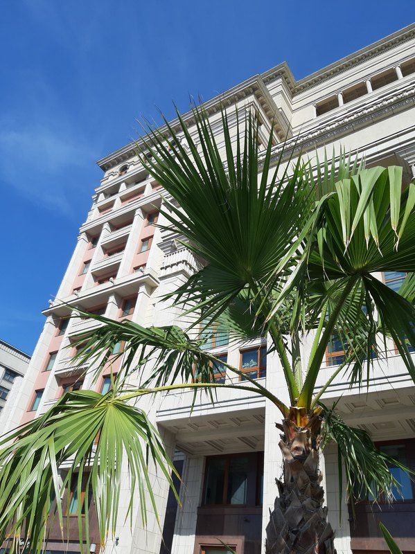 Красная площадь, отель Four Seasons, гостиница Москва Пальмы у Красной площадиphoto preview