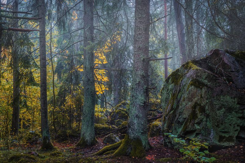 горизонтальный,  нет людей,  фотография,  на улице,  дерево,  осень,  природа,  вода,  отражение,  озеро,  пейзаж - пейзажи,  лист,  день,  лес,  спокойная сцена Осенние зарисовки.photo preview