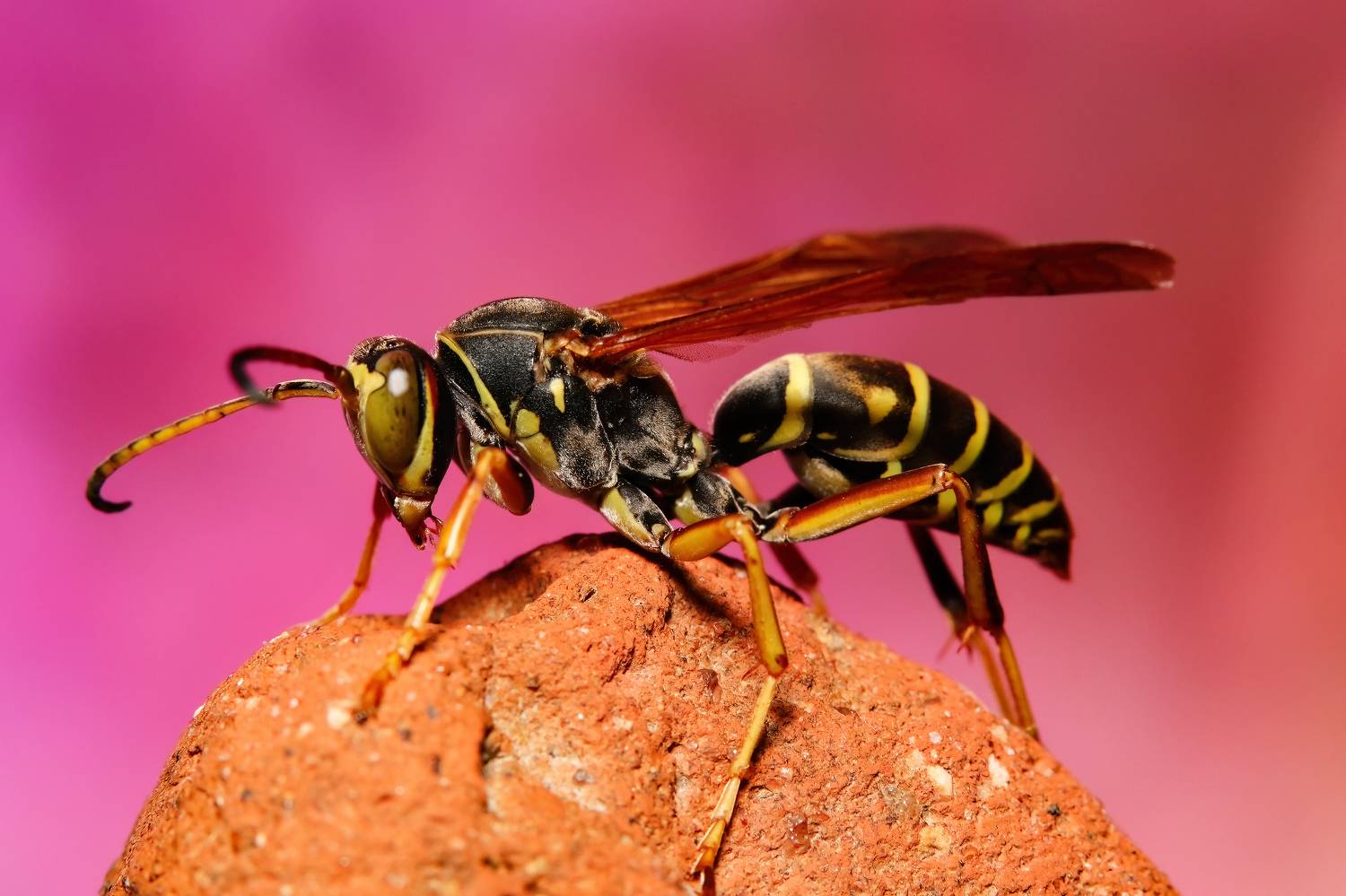 Poliste sp.. Автор: Stephane макрофото, макрофотографии, фотомакро, насекомые, макромир, макрофотограф, макроаддикт, макро_мир, naturelovers, naturelover, naturephotography, macrolove, macro_love, biodiversity, macrophotography, macro, macronature, entomology, arthropods, arthropod, , Stephane