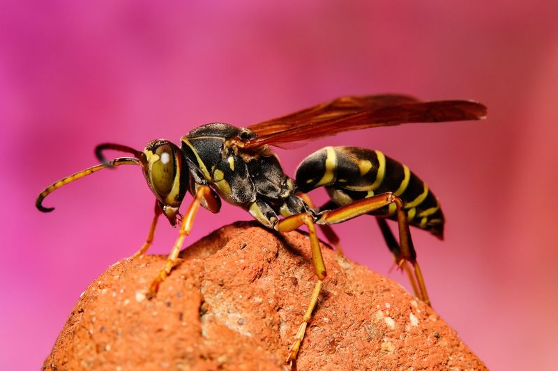 макрофото, макрофотографии, фотомакро, насекомые, макромир, макрофотограф, макроаддикт, макро_мир, naturelovers, naturelover, naturephotography, macrolove, macro_love, biodiversity, macrophotography, macro, macronature, entomology, arthropods, arthropod,  Poliste sp. фото превью