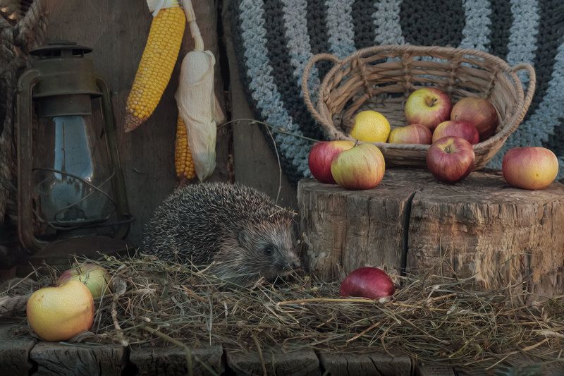 гостиphoto preview