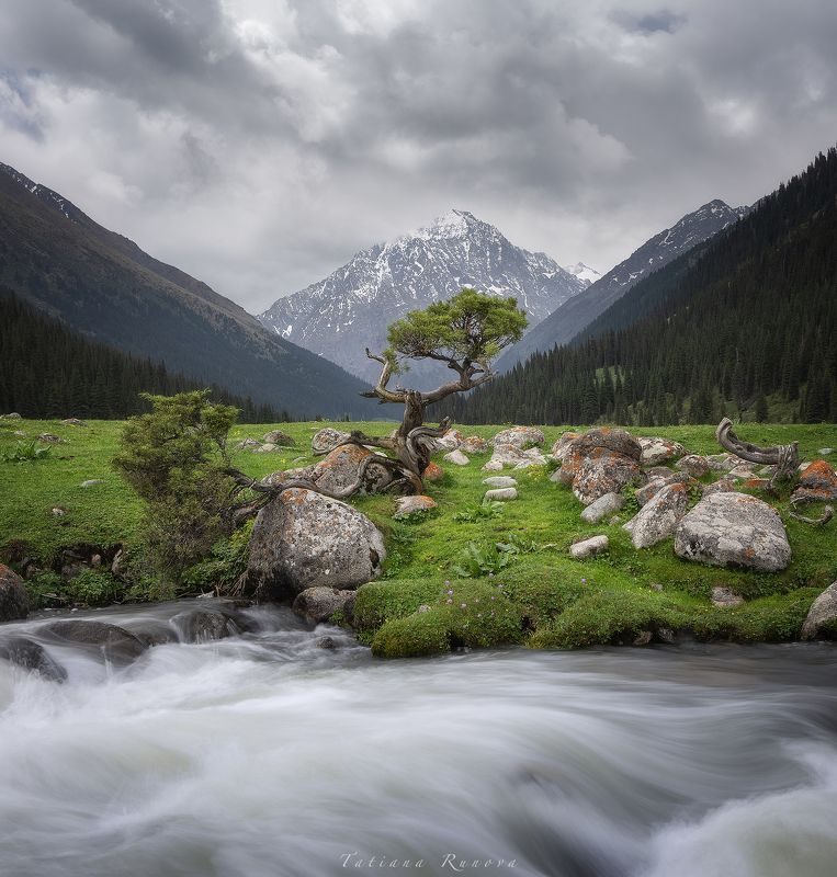 Одинокая арчаphoto preview