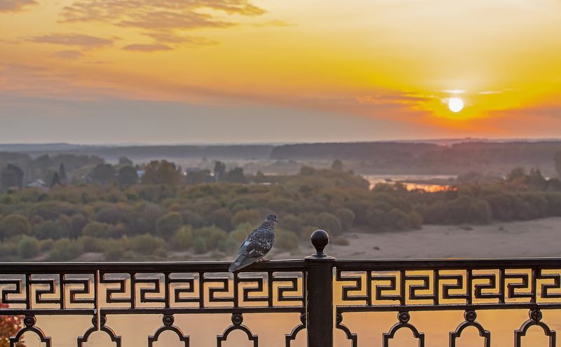 набережная, утро, голубь, рассвет Встречая новый деньphoto preview