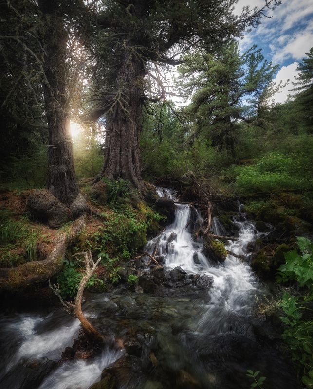 алтай, горный алтай, республика алтай, лето на алтае, горный ручей, реки алтая, лес, тайга, алтайская тайга, горная тайга, кедры, поток Ручей \