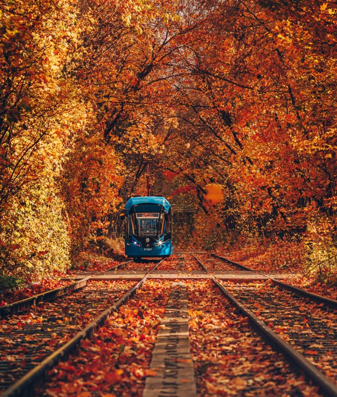 осень, москва, золотаяосень,  осеннийтрамвай,сокольники,autumn ,goldautumn,городскойпейзаж,tram Осенний трамвайphoto preview