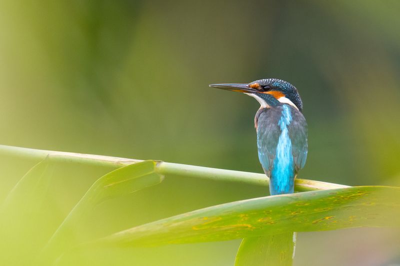 зимородок, птицы, природа, фотоохота photo preview