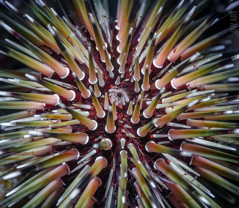 Потому что он колючийphoto preview