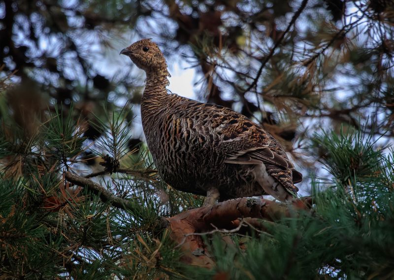 птица тетерев лес сосна Тетеряphoto preview