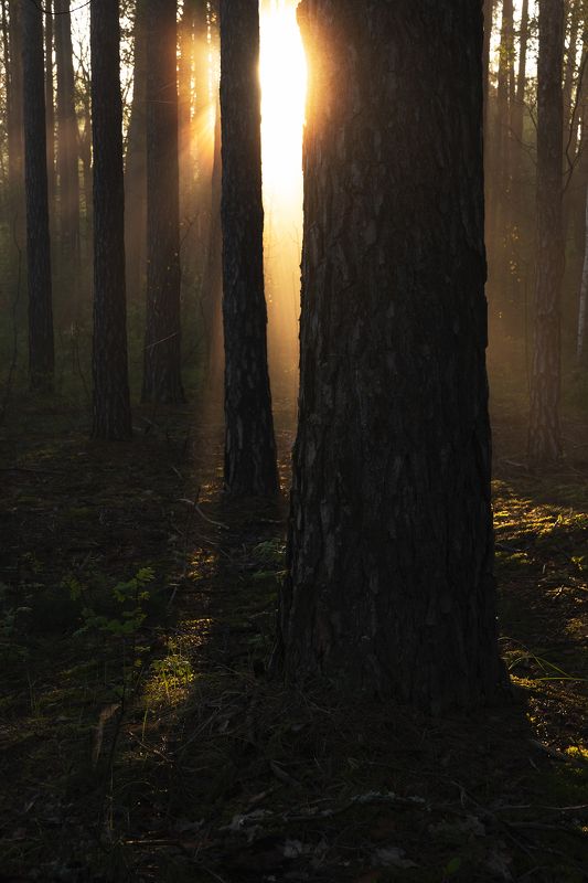 Пробивается солнцеphoto preview