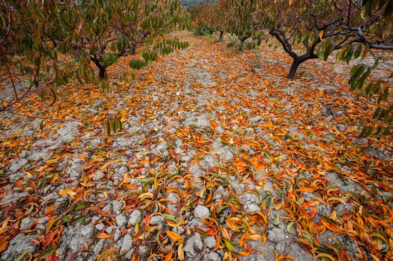 Цветные сныphoto preview