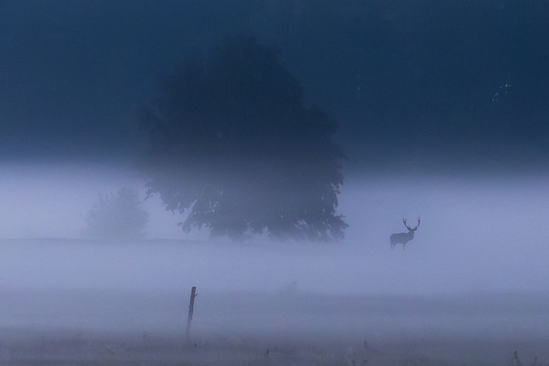 deer,male deer,forest,night,night time,fog,foggy, Woodland Ghostphoto preview