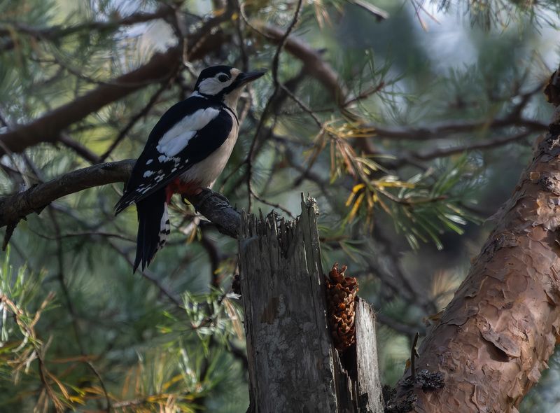 дятел, бпд, птица, кузня, лес, сосна, ветка, шишка Вечерок на заваленке возле кузниphoto preview