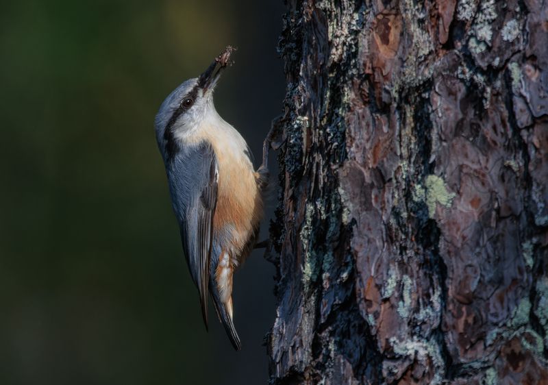 птица поползень санитар жук сосна кора дерево лес Насанитарилphoto preview