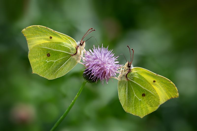 Бабочки-лимонницыphoto preview