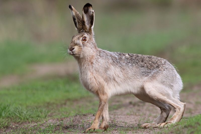 природа, животные, млекопитающие, звери, анималистика, заяц Заяцphoto preview