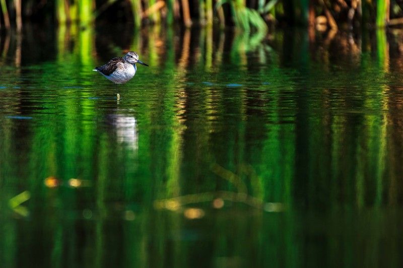 Большой улитphoto preview