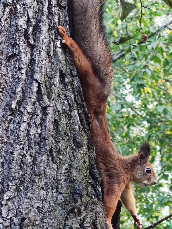 Гимнасткаphoto preview