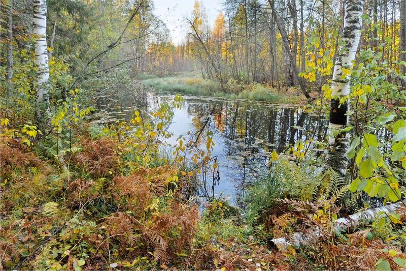 Осень на лесной речкеphoto preview