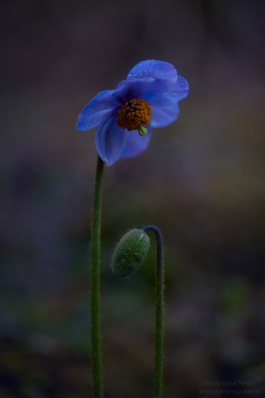 пейзажемагьё, пейзаж-как-виденье Расцветай скорей как я ...photo preview