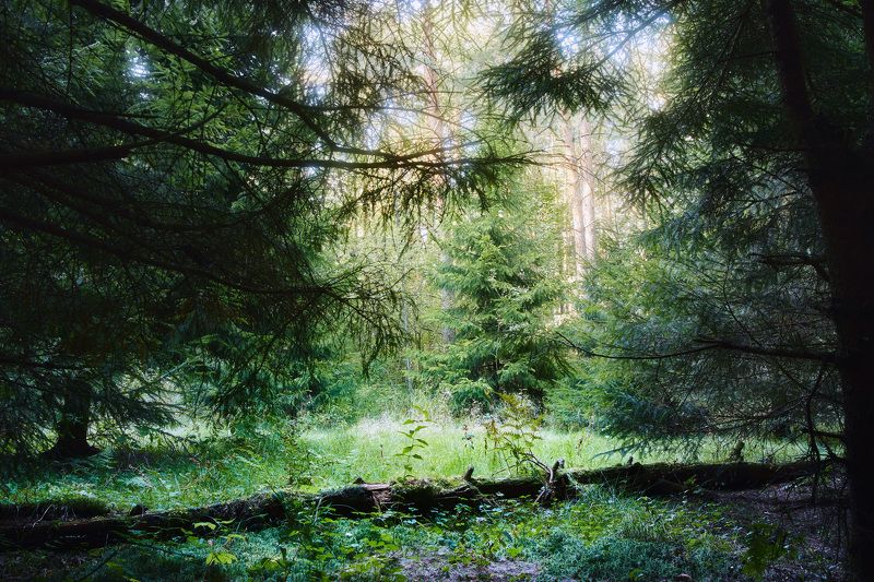 лес, листва, зелень, лето В летнем лесуphoto preview