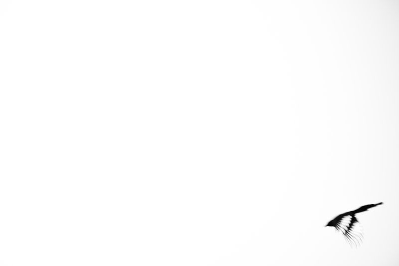 черно-белое, полёт, птицы, прирова, дикая природа, дикие животные Полёт фото превью