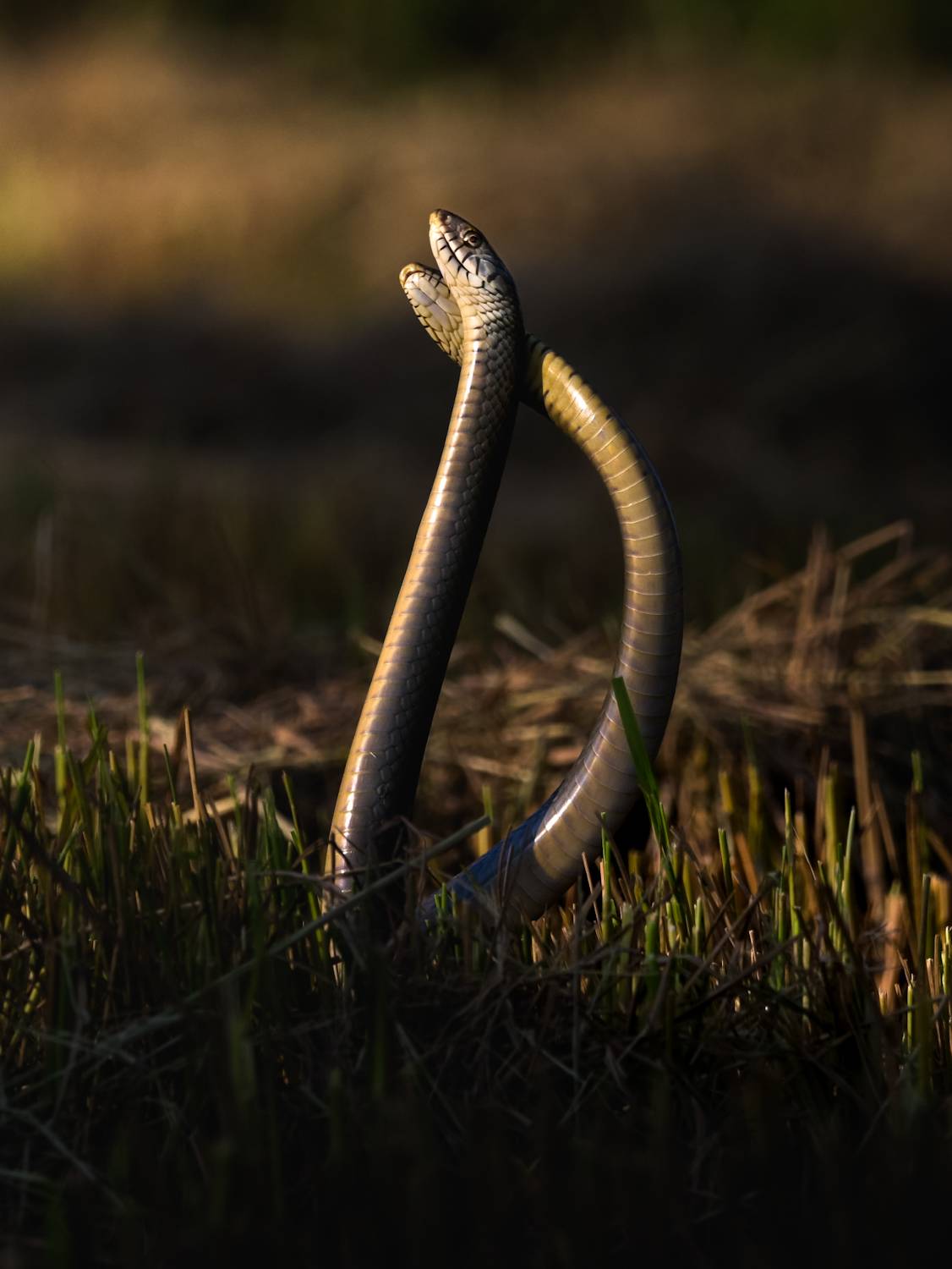 Dance together. Автор: Ahamed Jazif wildlife, nature, srilanka, , jazif, , ahamedjazif, Ahamed Jazif