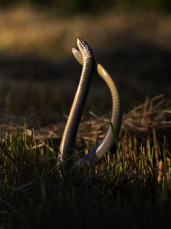 wildlife, nature, srilanka, , jazif, , ahamedjazif Dance togetherphoto preview