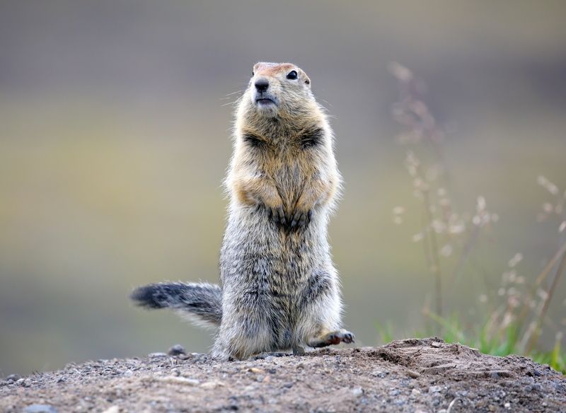 камчатка, , евражка Потешный и фотогеничный зверёк.photo preview