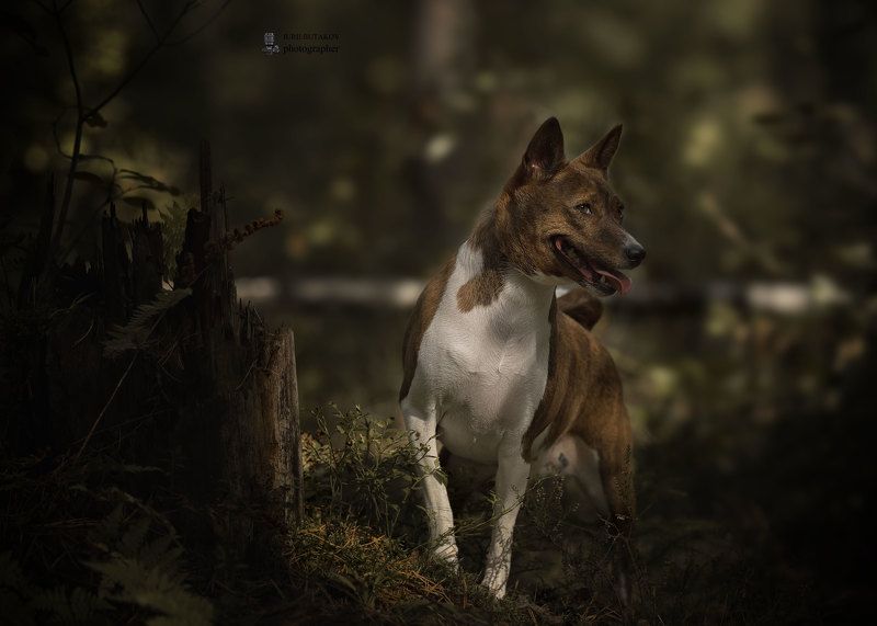 Kelevraphoto preview