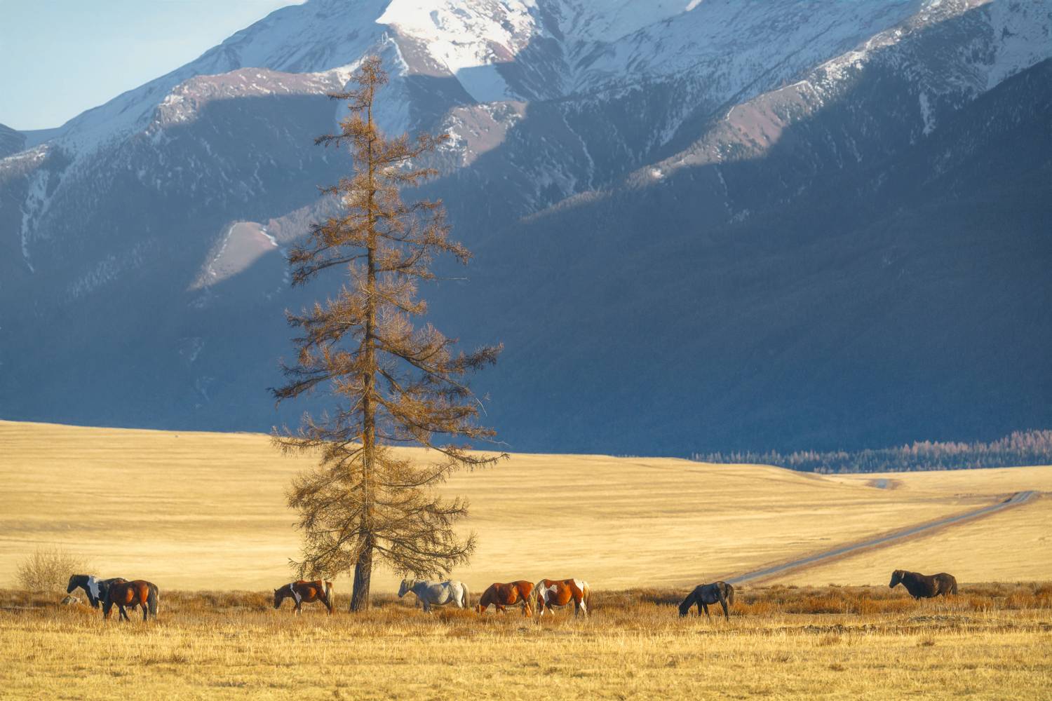 Алтайская осень. Автор: Шварцман Евгений , Шварцман Евгений