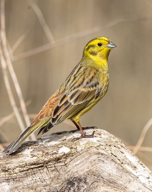 птицы Овсянка обыкновенная (Yellowhammer).photo preview