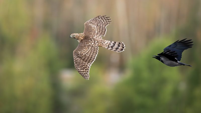 Про тетеревятников.photo preview