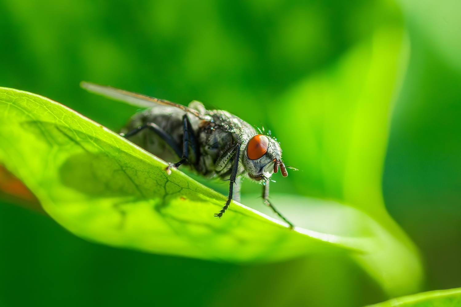 Муха. Автор: Корнеев Алексей , Корнеев Алексей